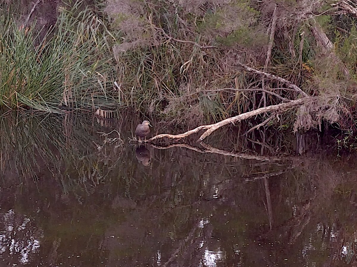 thorfinn's tweet image. A late #Autumn afternoon at the creek with two magpies, &amp;amp; #ducks #getoutside #nature #nokia @WildMelbourne @rebecca_le_get @BirdlifeOz @MandyHerriot