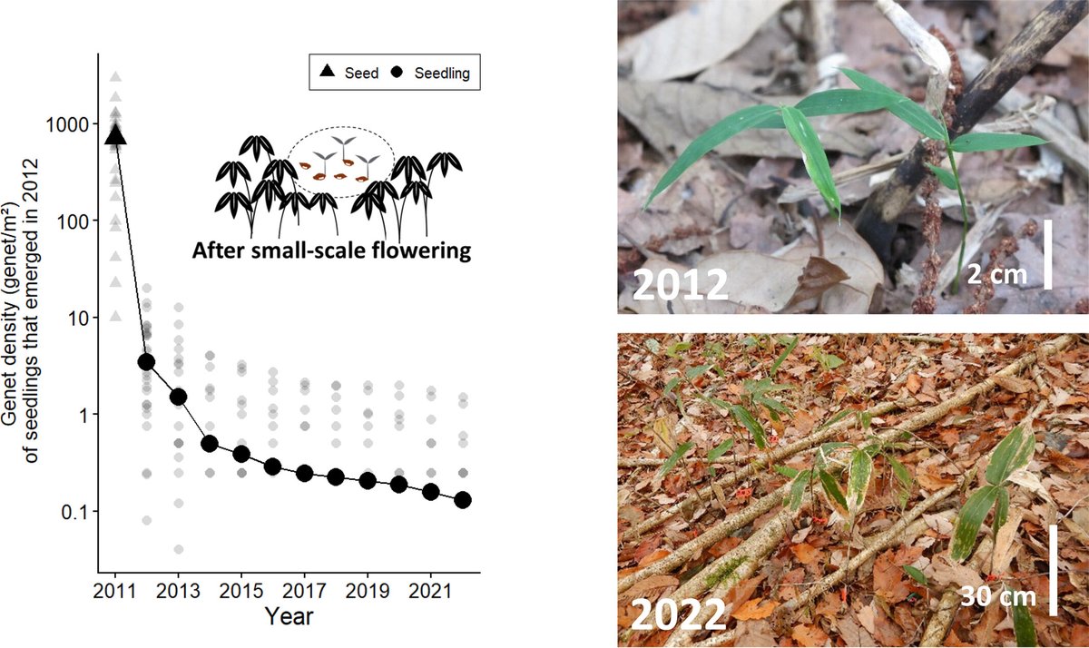 PlantSpeciesBio's tweet image. #OpenAccess
Seedling Regeneration Process of Sasa veitchii var. tyugokuensis Over 12 Years Following Small-Scale Flowering

Risa Ogawa et al
doi.org/10.1111/1442-1…

clonal structure/ dwarf bamboo/ monocarpy/ population dynamics/ sporadic flowering