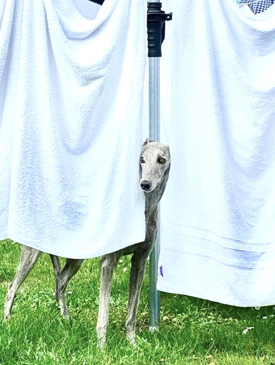 Robscape's tweet image. Good Morning Folks ☀️
Gracie #whippet 💖

It all comes out in the wash! #Starmer