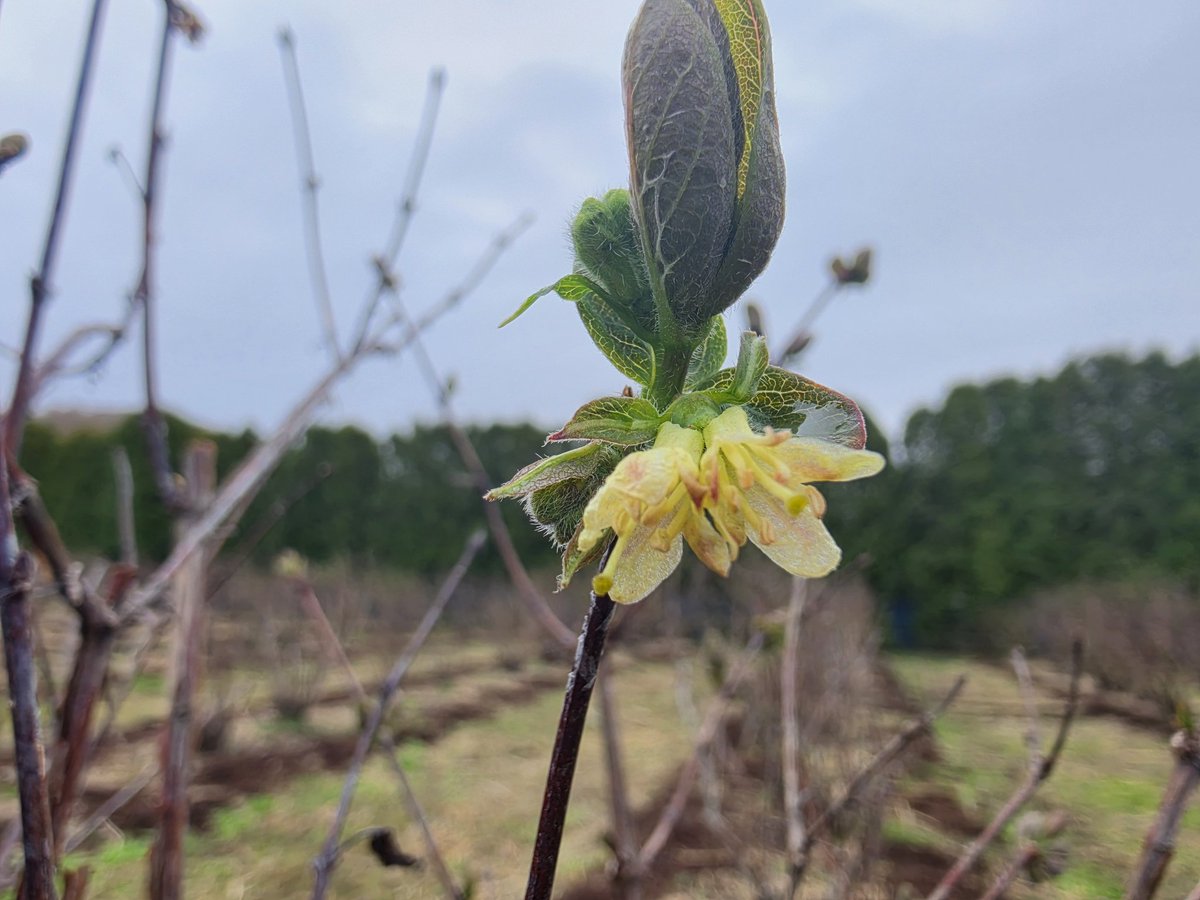 ハスカップファーム山口農園 tweet media