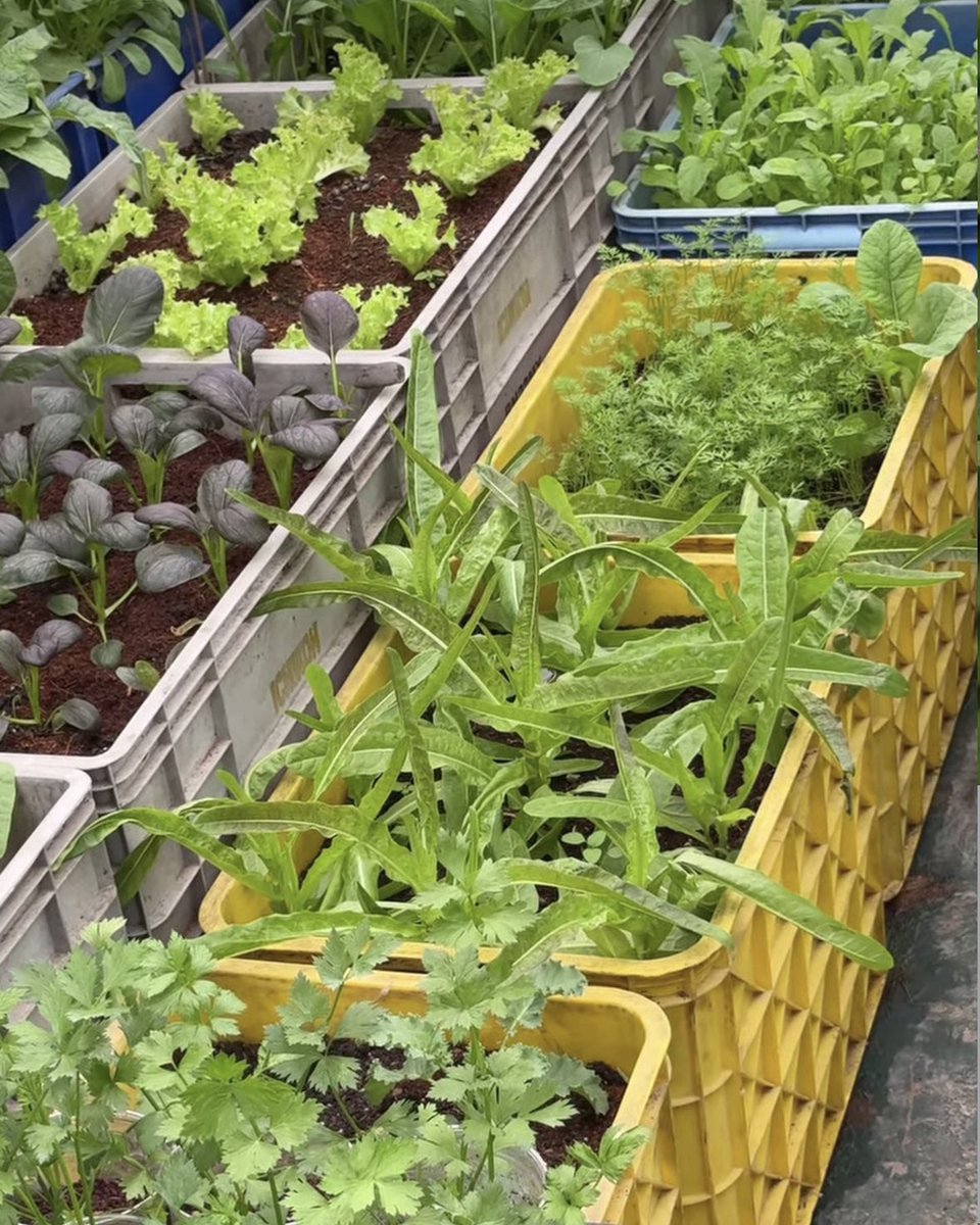 kebunrooftop's tweet image. Menanam aneka sayuran di rooftop menggunakan box kontainer bekas. #tipsberkebun #gardeningtips #berkebun #urbanfarming