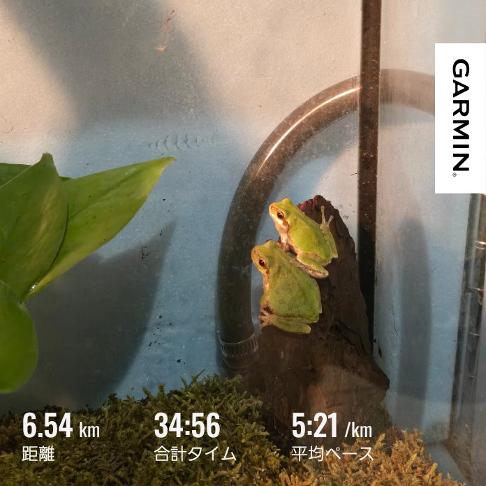 38NcuV0Jzi53826's tweet image. 仕事終わりラン
イボ治療後初で6日ぶり🏃

ジョグ6.5㎞
懸垂15回
ぶら下がり脚上げ腹筋11回
ディップス9回
ジャンプランジ54回

指裏のイボ
走り始めはまぁ大丈夫だったけど
だんだん痛くなって
走り終わるとずっと小さな痛みが続く😭
治るのかこれ？

#ランニング
#ラン
#garmin #beatyesterday