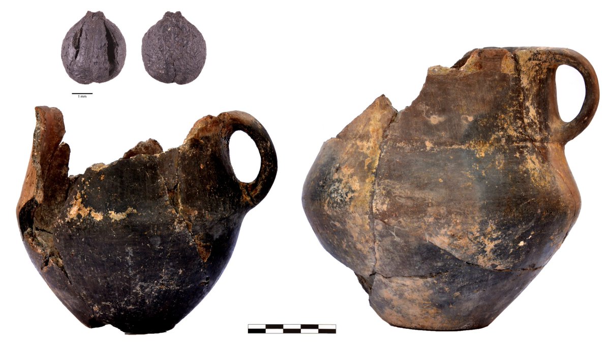 DAntiquis's tweet image. Bronze Age pottery from the South Caucasus reveals a surprisingly varied menu, with evidence for dairy products, fruit and grape-based drinks, cooking fats, and even early long-distance links through millet.

phys.org/news/2026-04-b…

#Archaeology #BronzeAge #Caucasus
