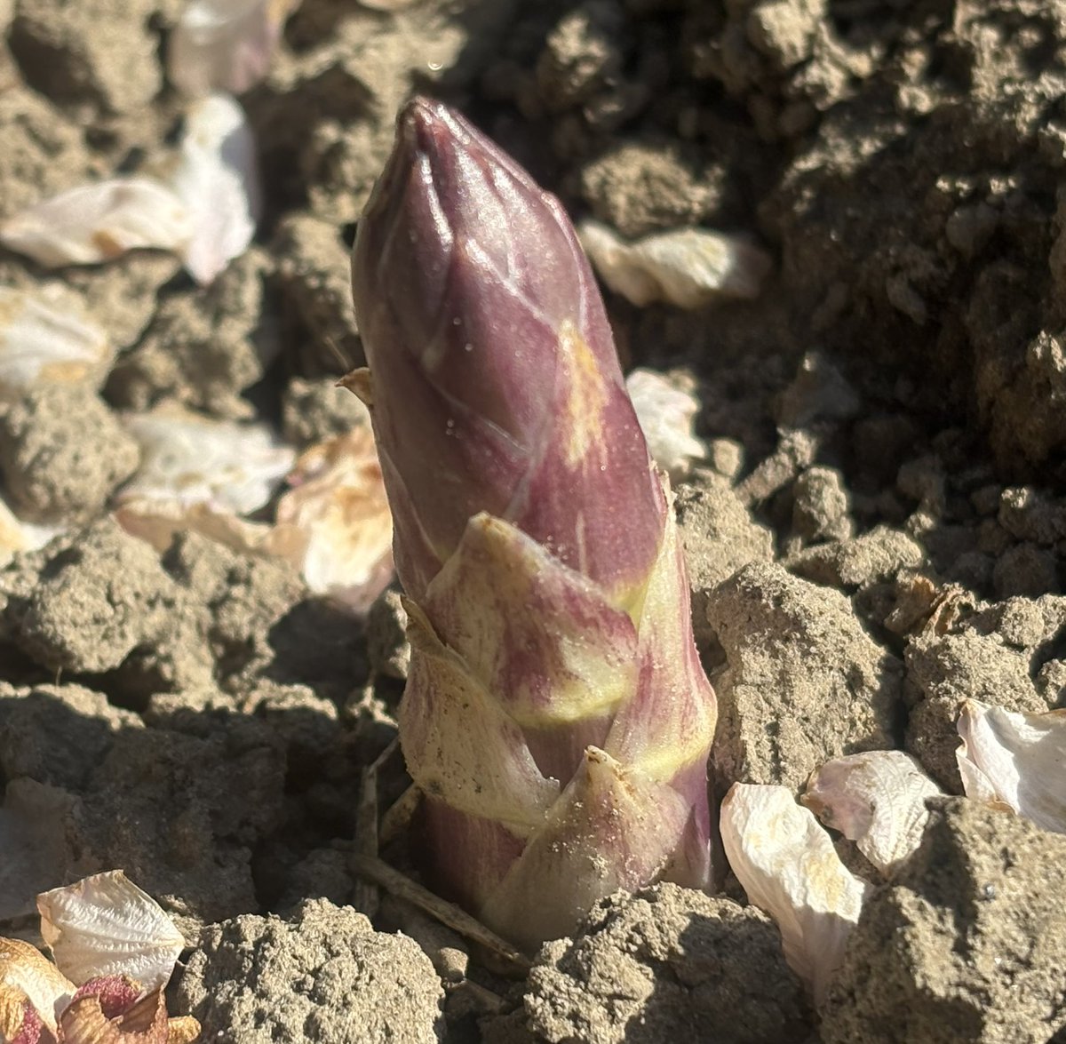 Bart Neirynck senior tweet media