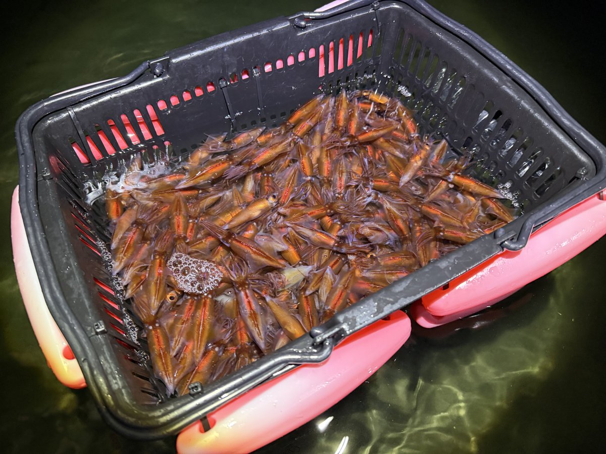 しみっちゃん tweet media