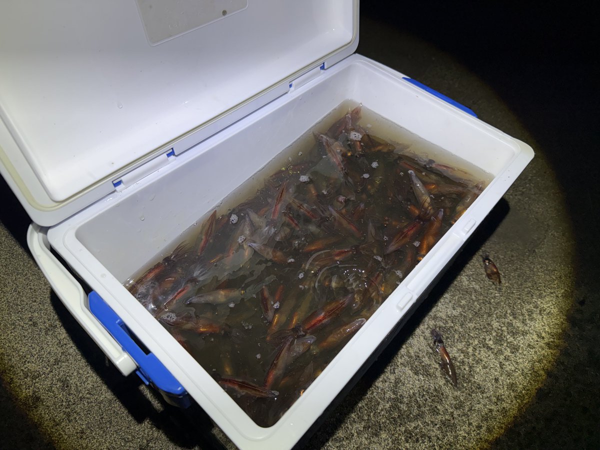 しみっちゃん tweet media