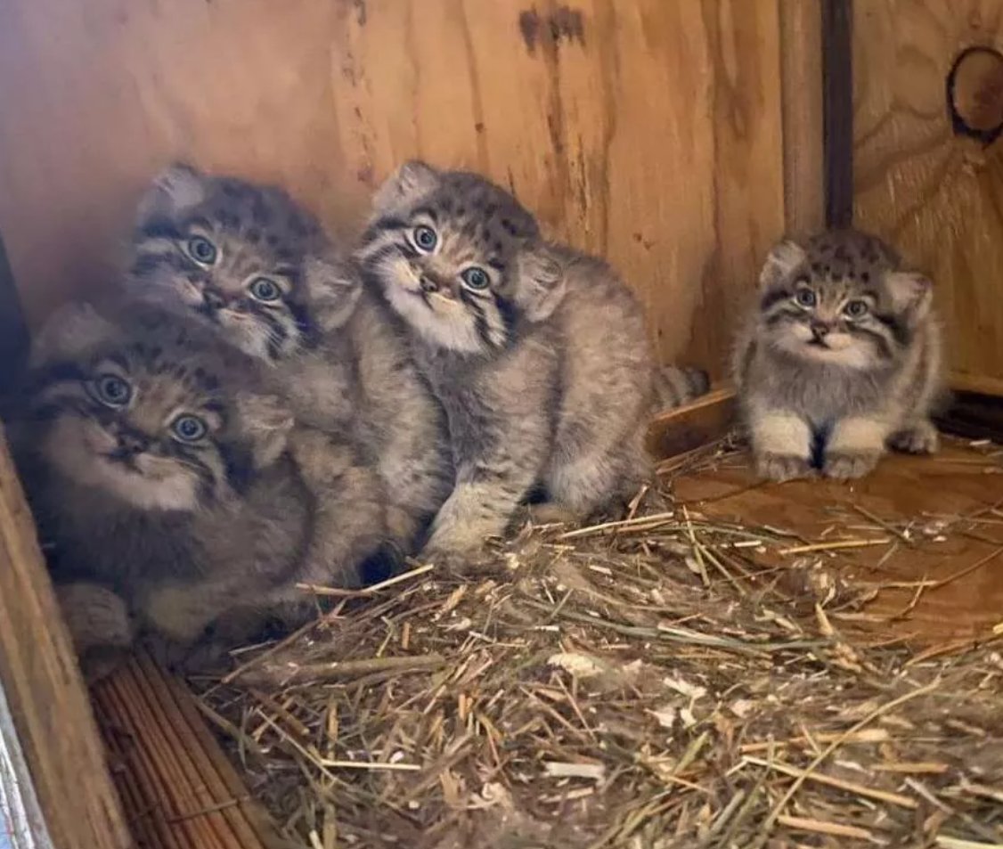 i heard they are working overtime at the manul factory