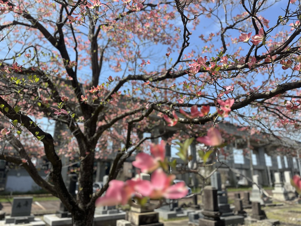 chan93540699's tweet photo. 榮凉寺・長岡市
雪もすっかり溶けて、ハナミズキの花が咲いていました。
新潟にも春が来ています。
https://t.co/rvDXaIuYl1
➿0120-148-085
お気軽にお問い合わせください
#のうこつぼ　#長岡市　#榮凉寺　#浄土宗 https://t.co/V7vEKqEchR