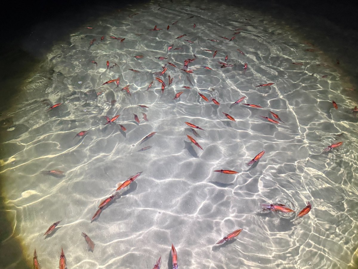 しみっちゃん tweet media