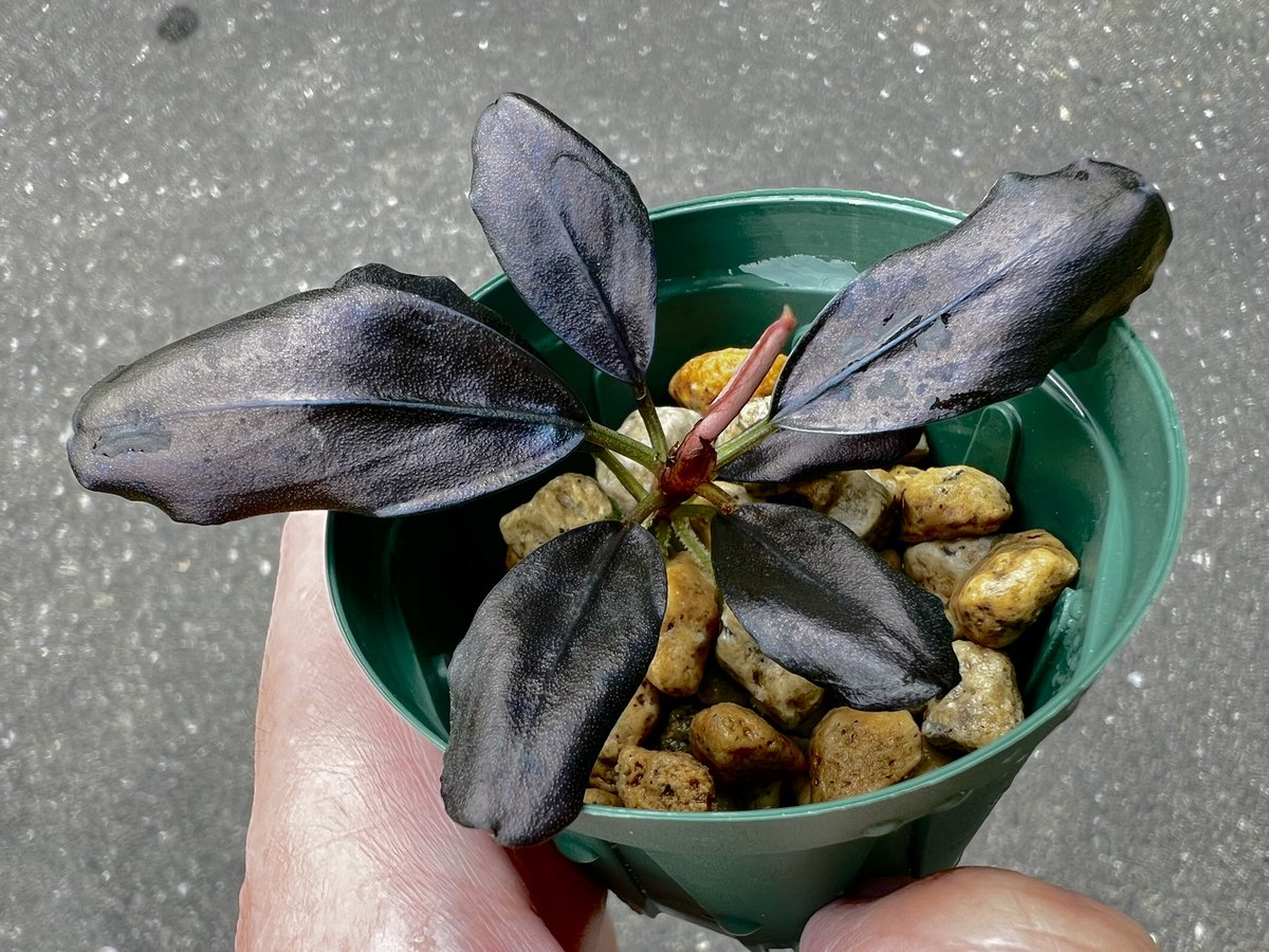 Blutan55 tweet media