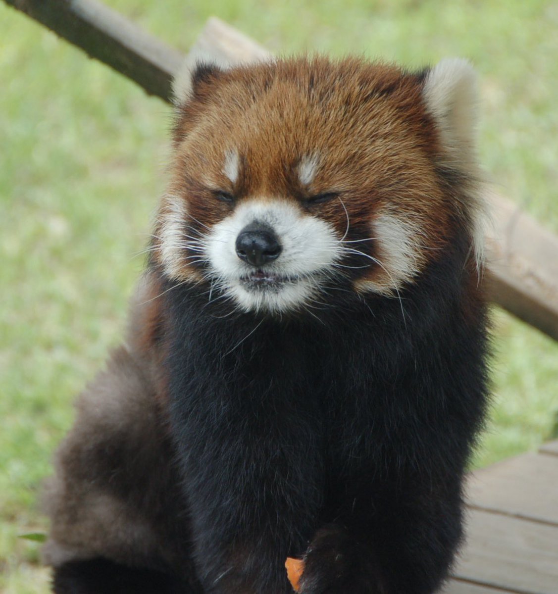ラ(う…みゃ〜い…)

 #レッサーパンダ
 #ライト
 #鯖江市西山動物園