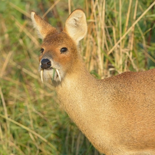 fini fish tweet media