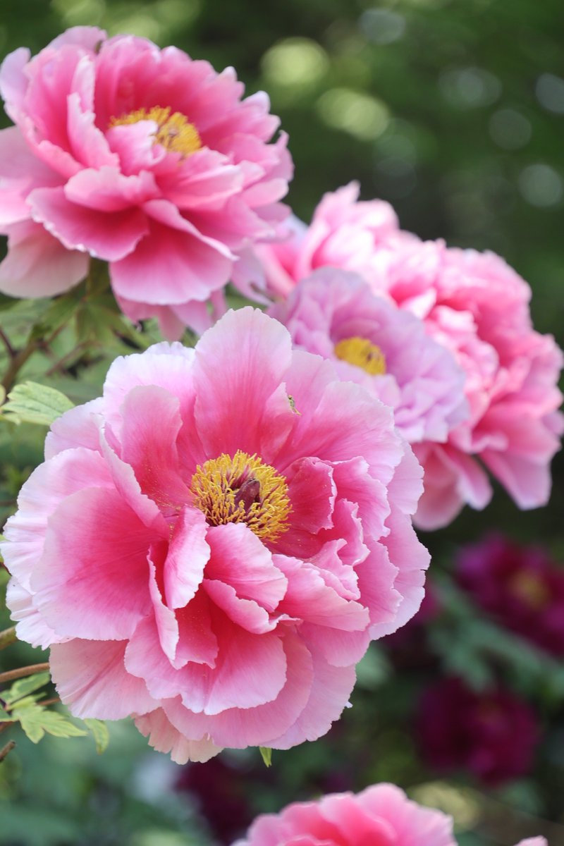 gontanokoneroku's tweet image. Peony 😁

#Photography #Flowers #Peony