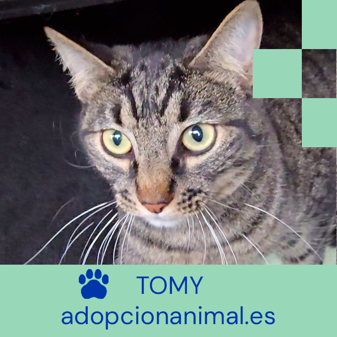 cpamadridsalud's tweet image. Quieres un colega para todo la vida⁉️
Tomy y muchos otros gatitos estan buscando un hogar🏠.
Visita nuestra web o ponte en contacto con nuestro centro para obtener mas ℹnformación❗
#AdoptaNoCompres #AdopcionResponsable
ℹ️👉adopcionanimal.es