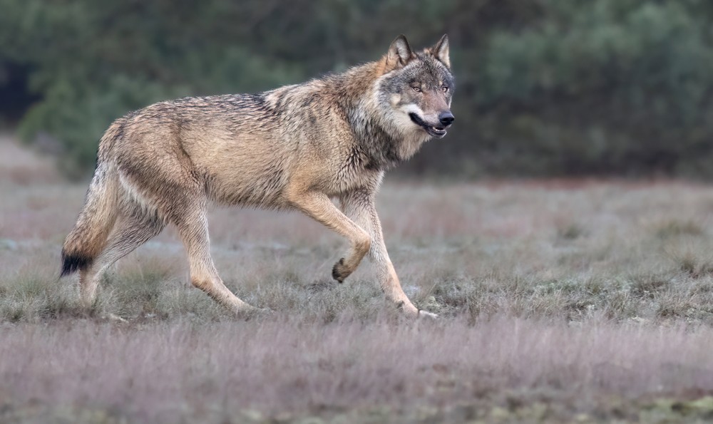 Kritische Patriot 🇳🇱 tweet media