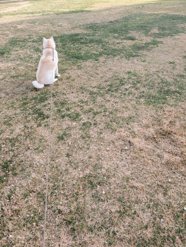 川崎ちあき tweet media