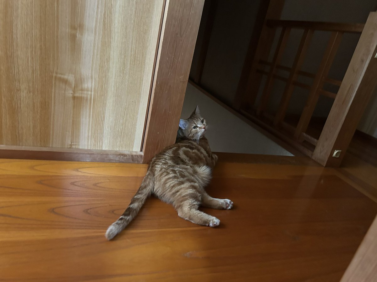 部屋で、はしゃぎすぎたら、ツナちゃんが、シャー‼︎シャー‼︎って怒って入れてくれません
(´･ω･`)