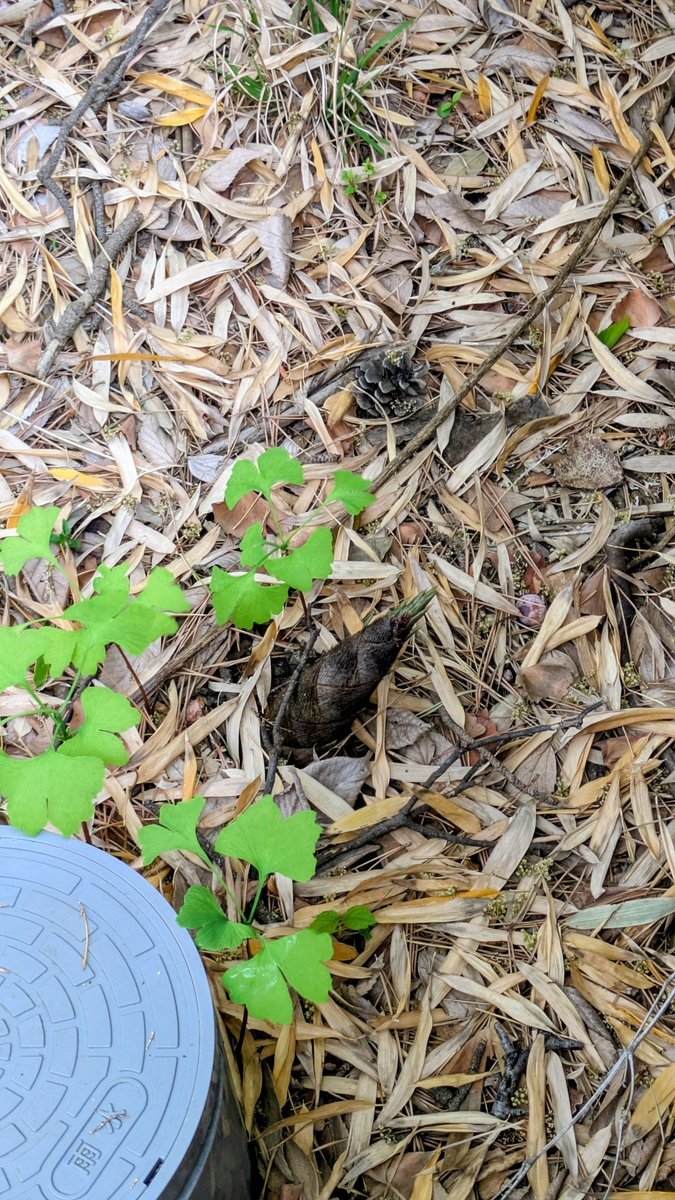 ふかさわ葵＠奈良LOVE都民 tweet media