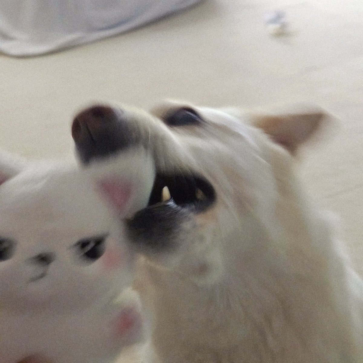 호두가 지나치게 좋아하는 견희성

희성이 죽을뻔