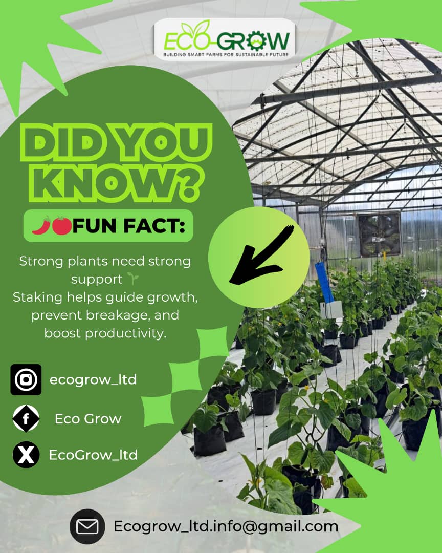 EcoGrow_ltd's tweet photo. Strong plants need support 🌱
Staking boosts growth, prevents damage, and improves yield. https://t.co/ih2RNGICAD