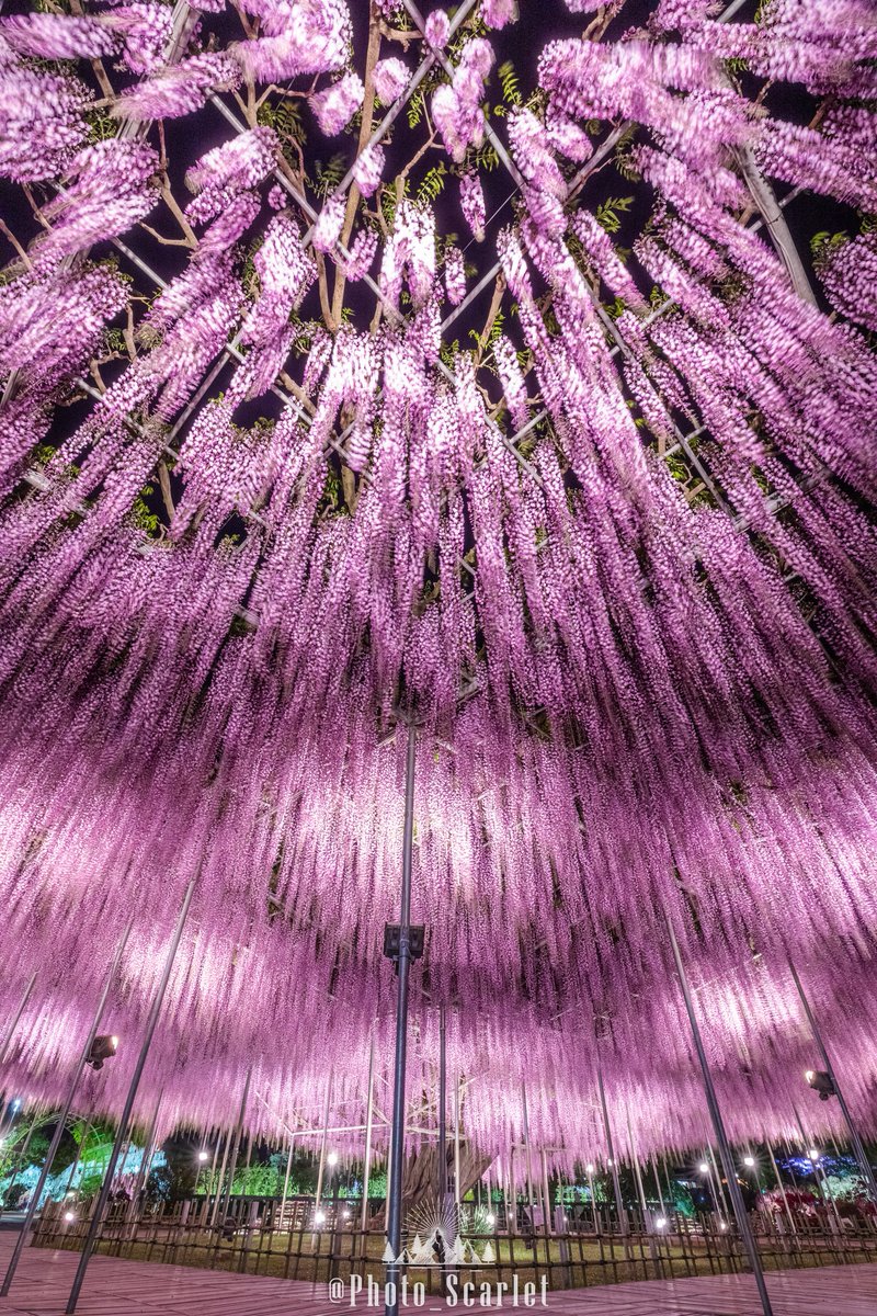 昨夜の、栃木県『あしかがフラワーパーク』
掛齢160年を超える大藤が早くも満開です！