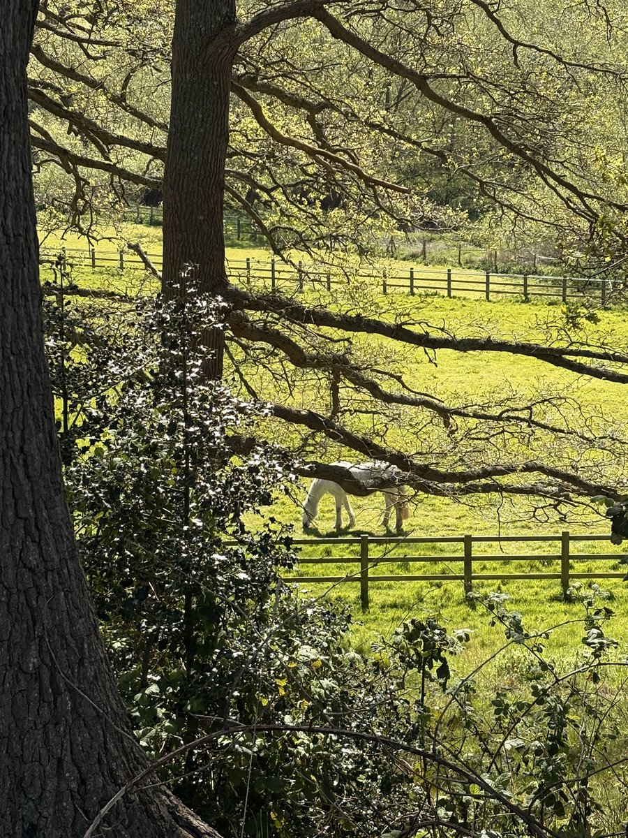 barbosavl's tweet image. The lovelies I met chilling in the sunshine during my run/walk today🥰
The red poll herd graze on the Ouzel Meadow from spring to autumn, as part of the natural sustainable grass management. #redpoll #sustainability #EarthDay2026