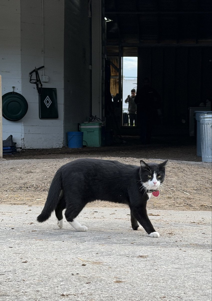 backstretchcats's tweet photo. Pedro…head of security at the @Riley_Mott barn and does not shy away from the cameras 🌹📸 https://t.co/u6NeYMLBsf