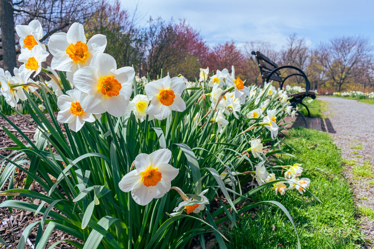 wxcory's tweet image. It's Earth Day!!! 🌎
Living in #Buffalo, I have really come to appreciate each season and how nature evolves through the months. We've got great weather for the next few days, so take some time, take a walk, and appreciate what we have around us! #WNY #NY #EarthDay