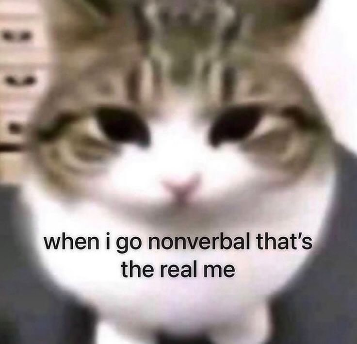 Punch Cat (@punchingcat) on Twitter photo 