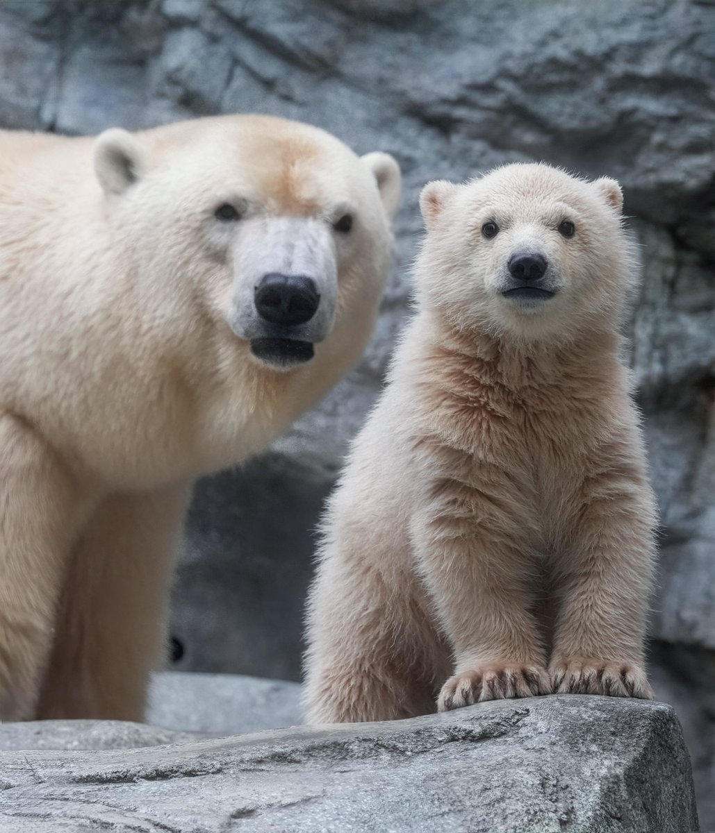 もふもふまんじゅう
#ホッキョクグマ #男鹿水族館