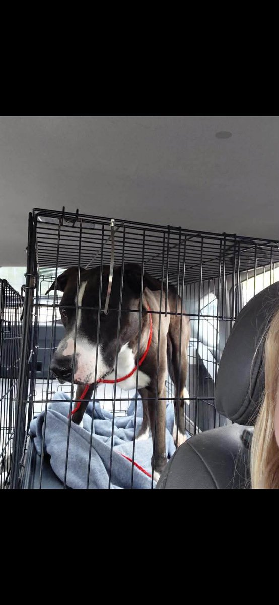 PawsnTails4TX's tweet image. 💙🎉🎈🐾Sweet boy CYRANO has made it to his foster home 🏡 &amp;amp; settled in nicely and is truly adored! Rescued by #SaveSomeSouls Thank you wonderful foster and everyone for giving him a future 🙏 Please honor your pledges!
Congratulations CYRANP🥳🎉
Houston #TX
#A650418