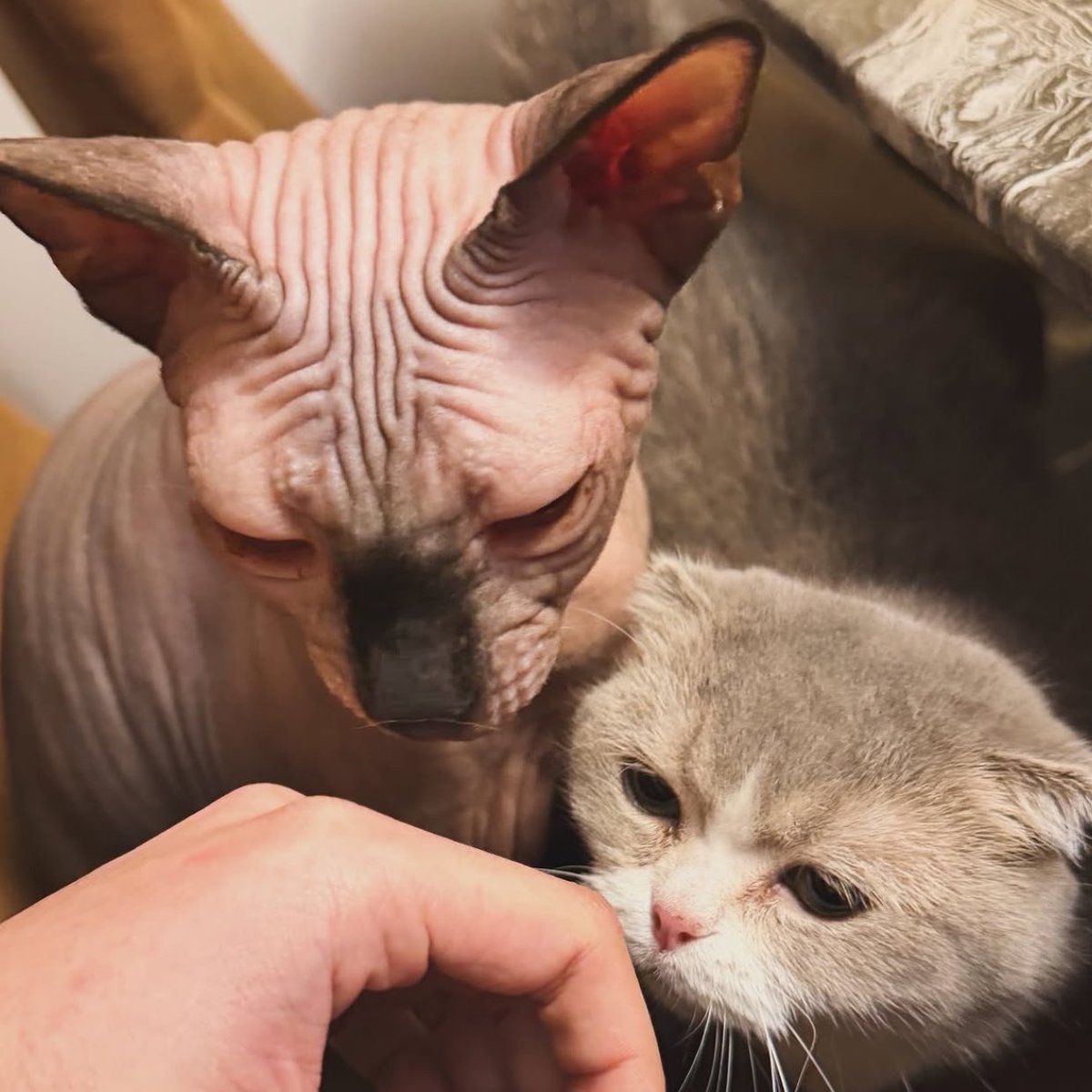 คูมย่าเจ้าตัวเขว tweet media