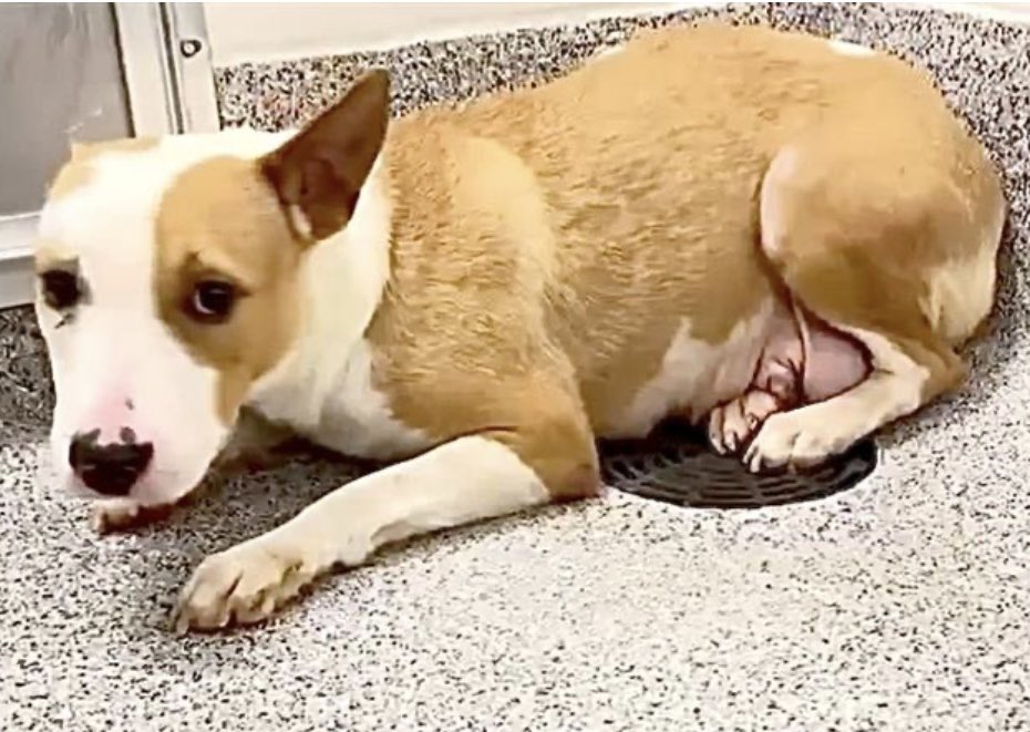 PawsnTails4TX's tweet image. 🎉💞🥳Momma SADIE has been reserved! This sweet girl will never be scared again, only kindness and love in her future now! Thank you all for helping her find safety 🙏 More details to follow as I receive them! 
Congratulations SADIE 🎊💞🐾
Houston #TX