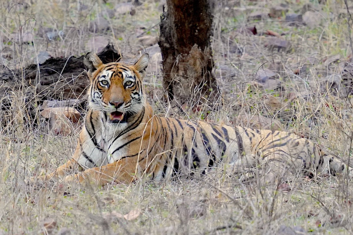 rneelmani's tweet image. Curiosity! #Tiger #Wildlife