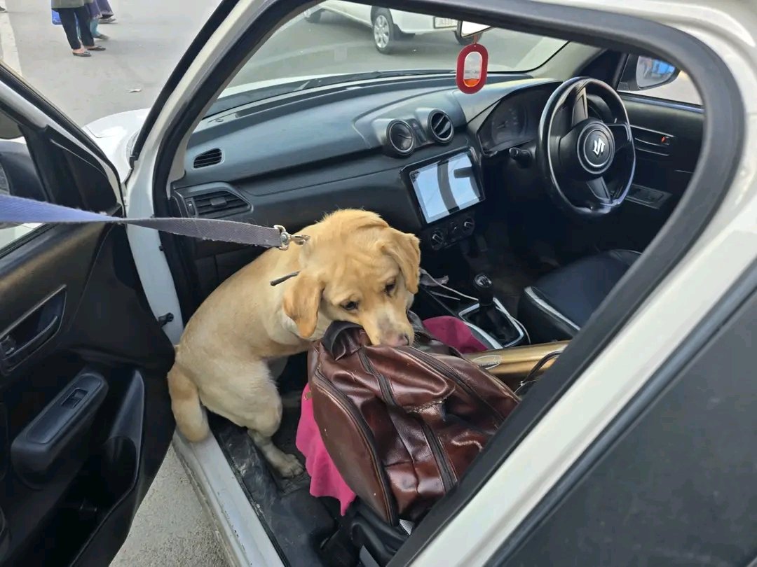 KashmirHorizon's tweet image. #Police deploy #Narcotic Dog Squad to identify &amp;amp; apprehend #drug peddlers in #Anantnag

@AnantnagPolice
@JmuKmrPolice thekashmirhorizon.com/2026/04/22/pol…