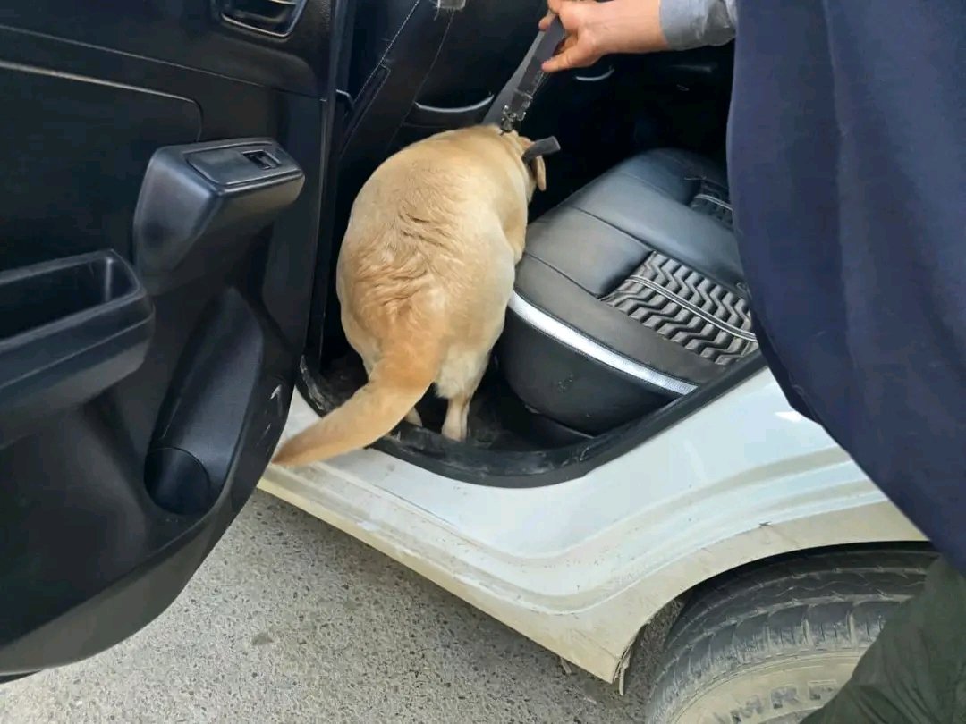 KashmirHorizon's tweet image. #Police deploy #Narcotic Dog Squad to identify &amp;amp; apprehend #drug peddlers in #Anantnag

@AnantnagPolice
@JmuKmrPolice thekashmirhorizon.com/2026/04/22/pol…