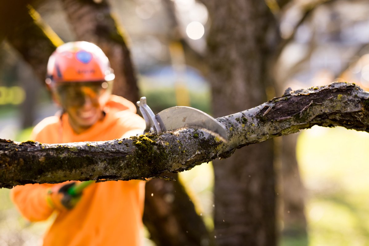 KJTreeService's tweet image. Earth Day, every day 🌎 Caring for your trees means caring for our communities — one canopy at a time.
-
-
-
#treeremoval #treework #treeservice #arboristlife #connecticut