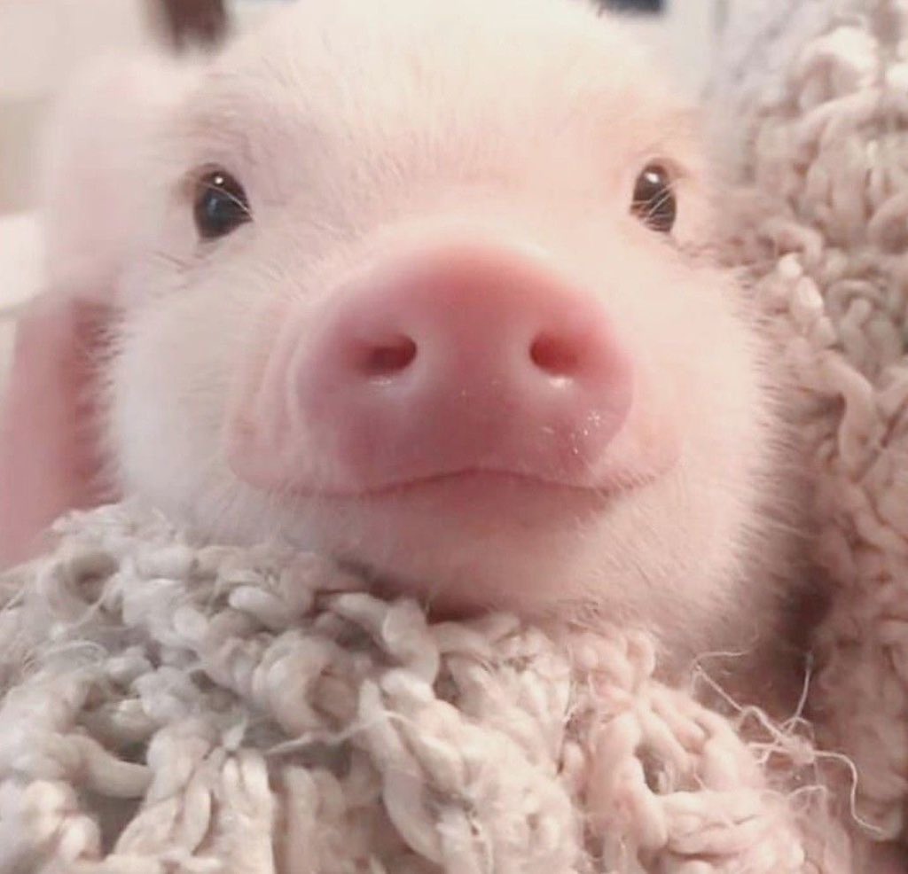 ลอนอ˘ᗜ˘ — (slow) tweet media