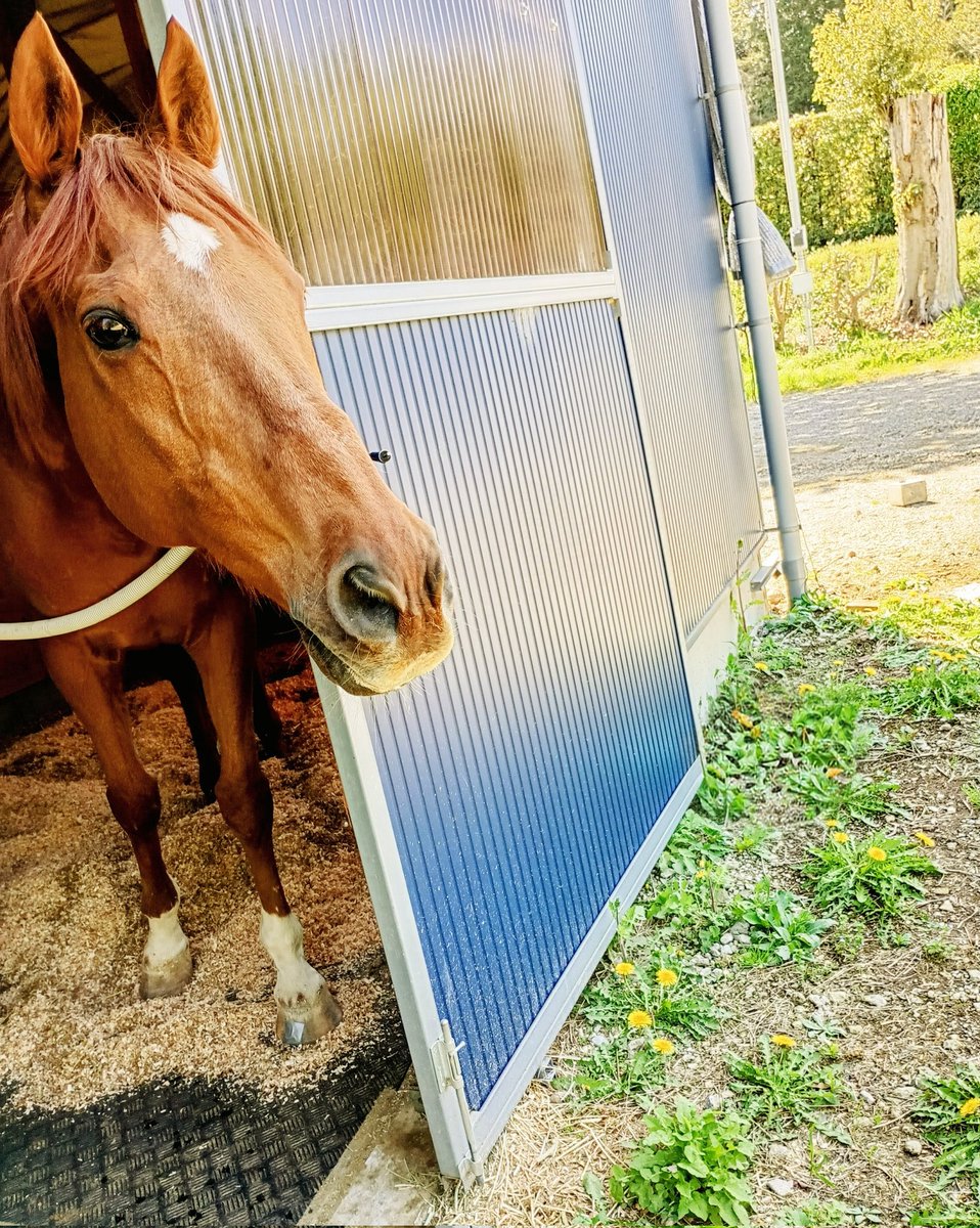 nexchan219's tweet photo. ボクのお部屋のまわりは
タンポポでいっぱいなんだ🌼✨️　
去年はこんなに
咲いてなかったんだって！
もしかして
父さんのパワーなの・・・？

#シルクネクサス
#グラスワンダー
#有馬守
#TomisatoHorse2ndLife https://t.co/Szq2YRVyeq