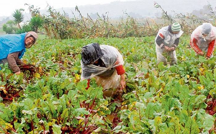 🚜📉 Sector agroalimentario en alerta por millonario recorte presupuestario
Productores expresan su preocupación tras la reducción de 5 mil millones de lempiras al rubro agroalimentario, advirtiendo que esta medida pone en riesgo la producción y miles de empleos.