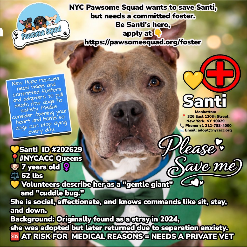 NMBewitched's tweet image. All I can think of this morning is Santi💕
Kill Command #NYCACC 
🚑Medical Rescue 

We have the rescue: pawsomesquad.org 
Tommy will pay expenses for her medical care
Support you in everyway 

Santi needs a #Foster 
What she will bring to your life 
The joy of a great dog