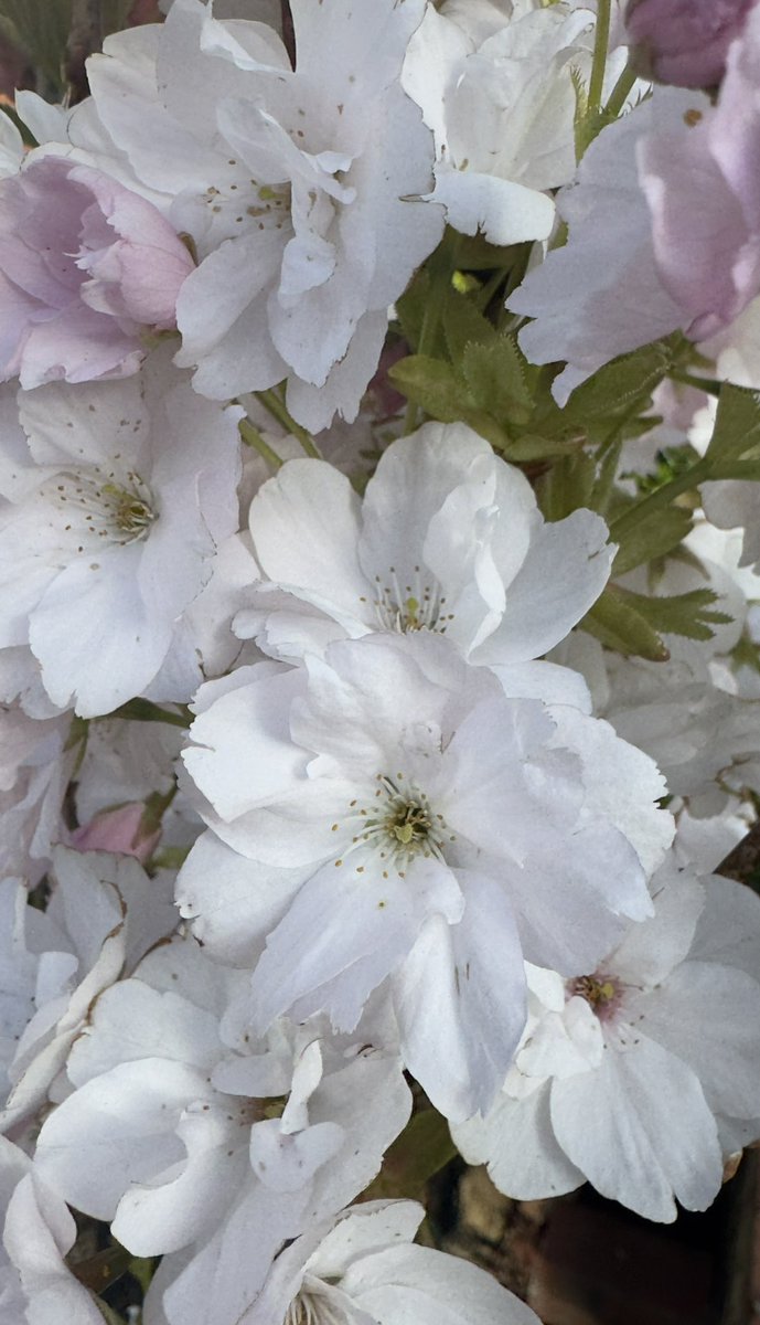 Carol Ward tweet media