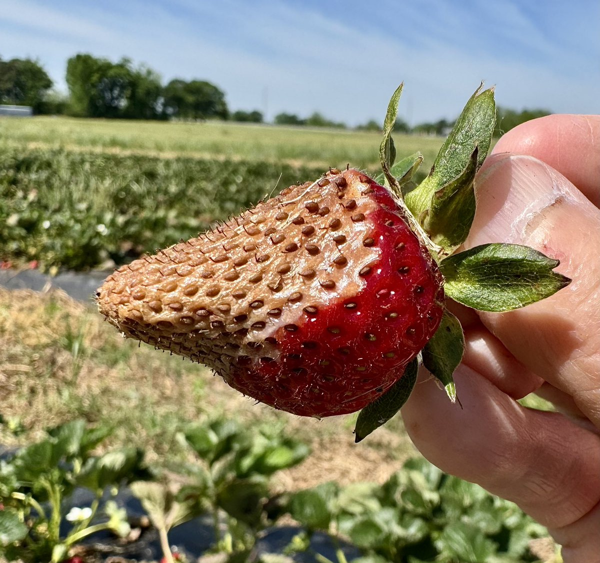 alabamaED's tweet image. Sunscald on strawberries is caused by intense sun exposure resulting in white, beige or bronze patches on the upper sides of ripening fruit. Affected berries often become leathery, soft, and unmarketable @plantdisease @plantpathgrads #Strawberry