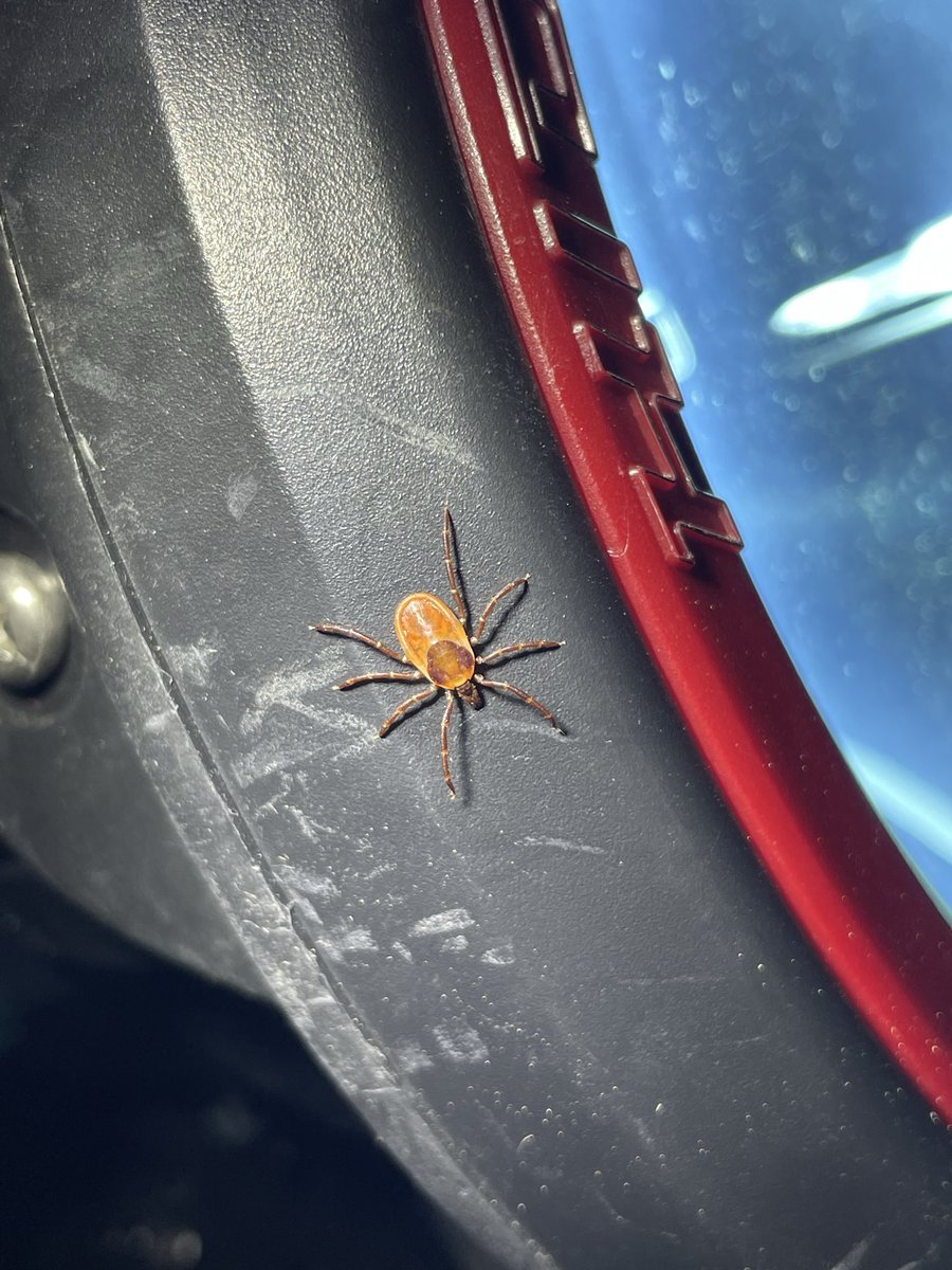 netsuki🦊 tweet media