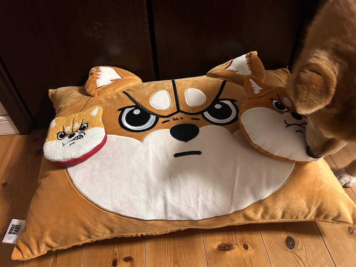 シバつき物件のアイテム！！！！ 犬！！むうちゃんだよ！！！！