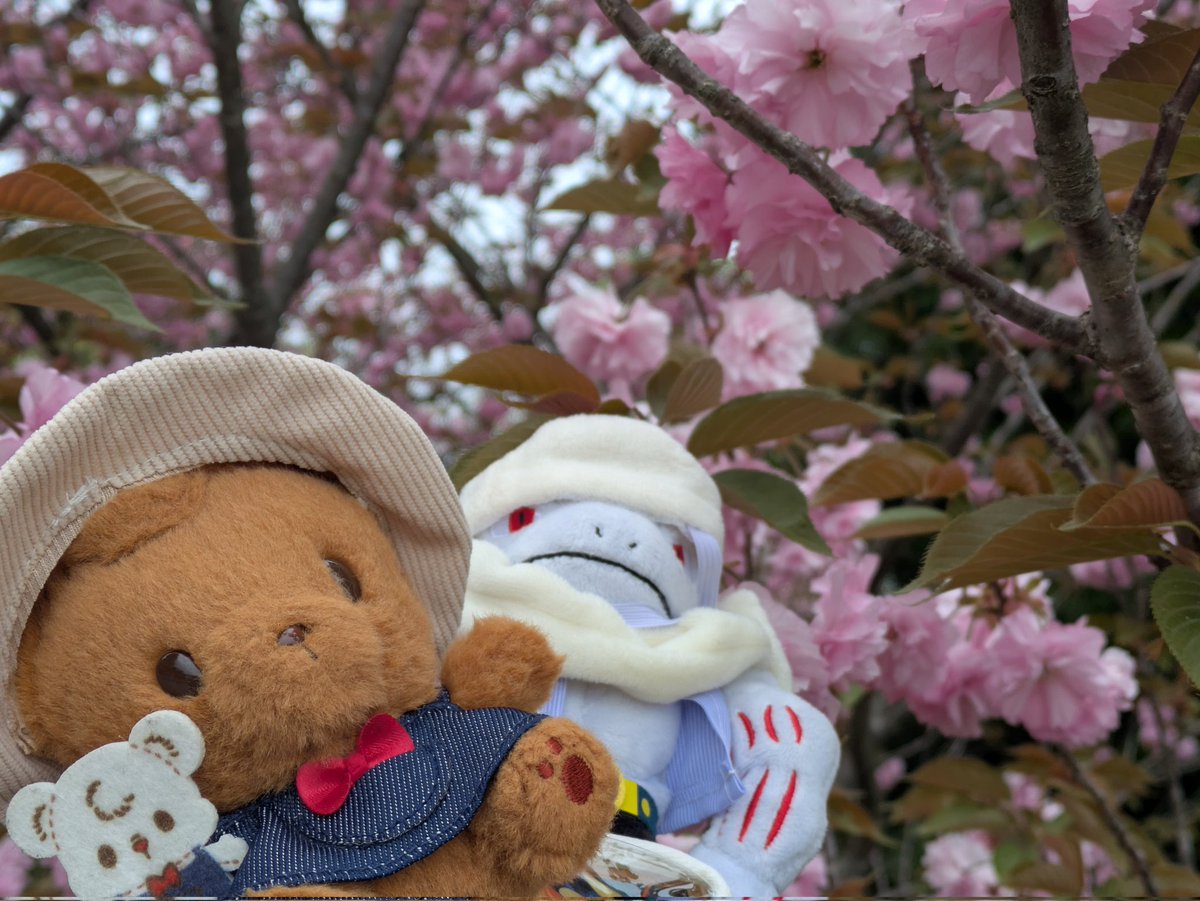 kumarinoouen's tweet photo. 🌸🐻💪

#クマリーノ
#まいにちクマリーノ
#ポケモンfit https://t.co/DZQ16yxpcY