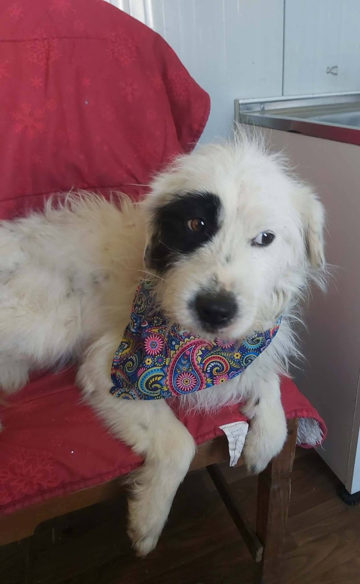 rescuedoggypaws's tweet image. Pascal is a very friendly and sweet pup. He loves to cuddle and get some attention. The shelter is very overwhelming for him. He loves people and gets along very well with the other dogs.
finalstoprescue.co.uk
#Cardiff #Monmouthshire #Bath #Bristol #Swansea #Barry #Gloucester