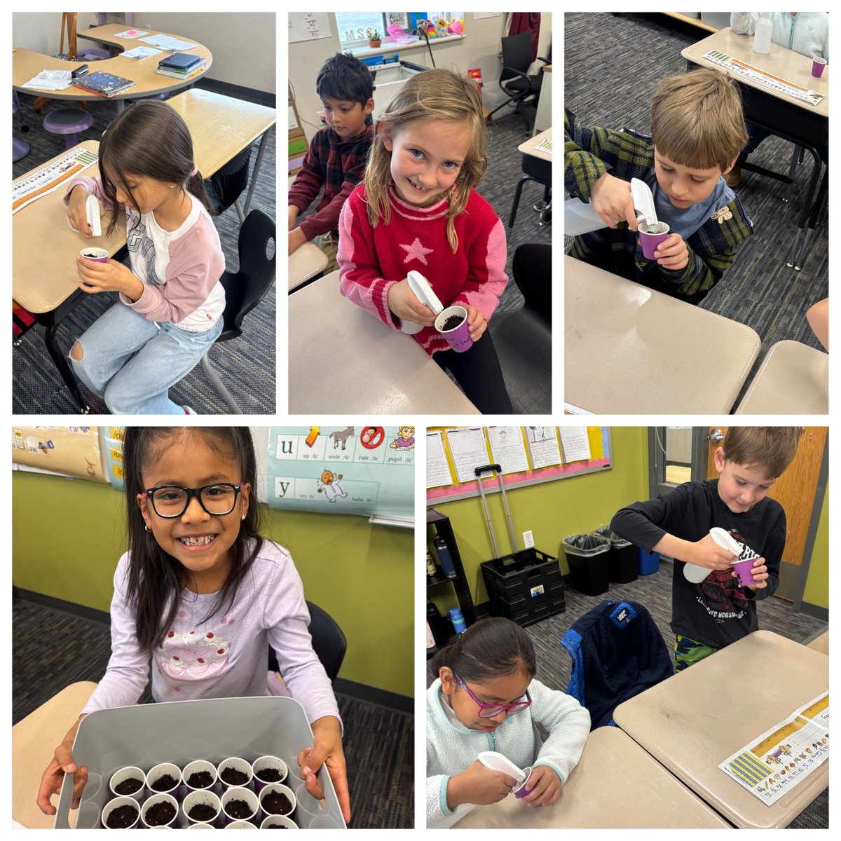 EagleCrestES's tweet image. Big things are sprouting in 2nd grade! 🌱 Our Eagle Crest scientists saw their first radish seeds crack open as they compare growth in sunlight vs. shade. Innovation from the ground up! ☀️🦅@SVVSDSupt @SVVSD @BuchlerStVrain #StVrainAdvantage #PublicSchoolAdvantage #StVrainStorm