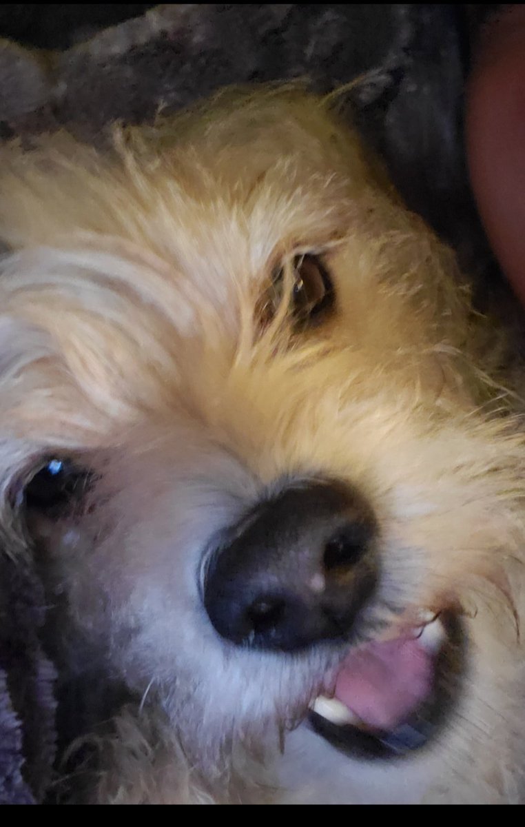 Lulu ☆ tweet media