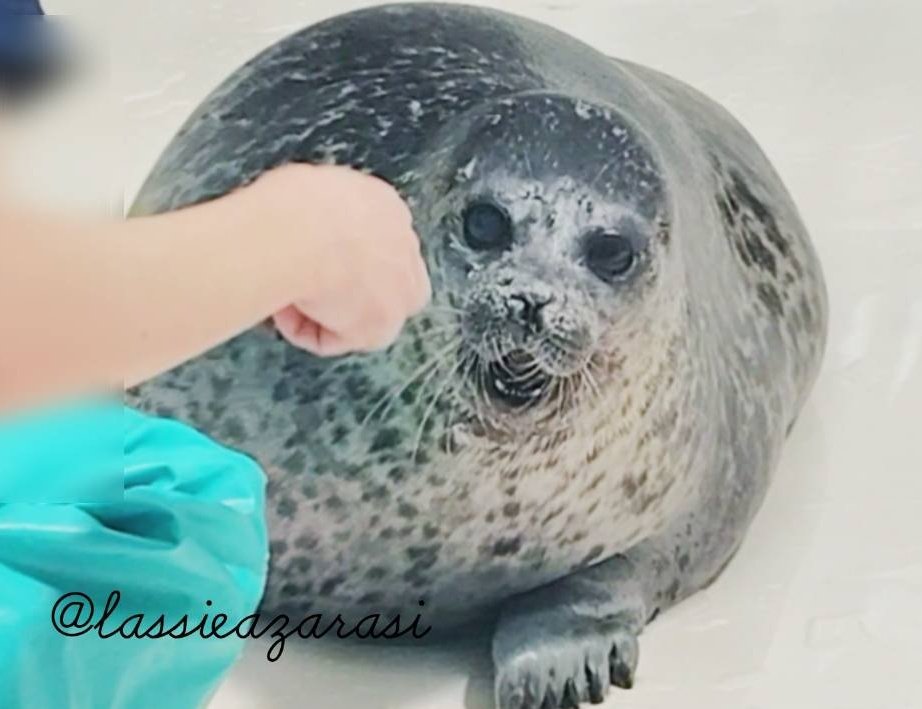lassie99289125's tweet image. ユッキィィィーーーーーーー
 #海遊館  #アザラシ  #seal